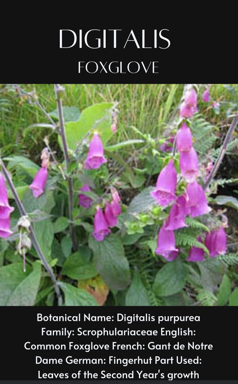 The Use, Misuse, And Abuse Of Digitalis in homeopathy